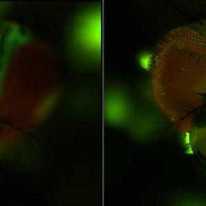 Fly - Extended Depth of Field and Fluorescence Light Source