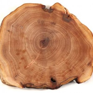 GIGAmacro gigapixel image of tree rings