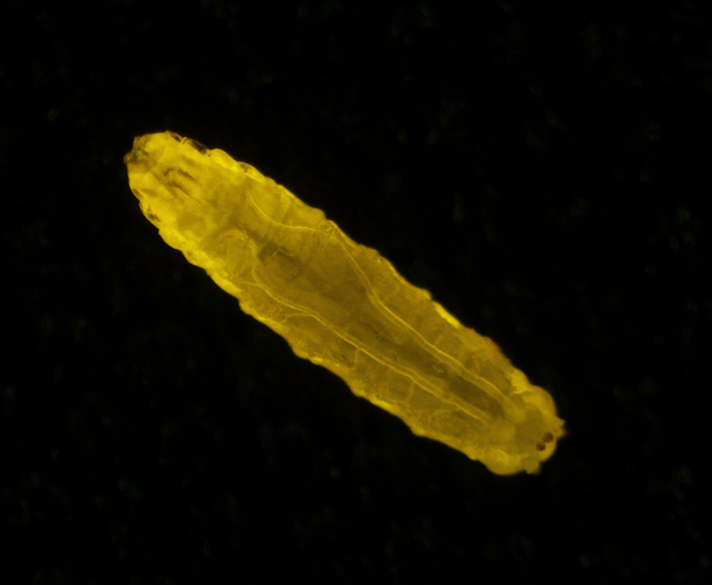 Drosophilia - Venus - NIGHTSEA - Low cost, affordable, inexpensive fluorescence for any stereomicroscope