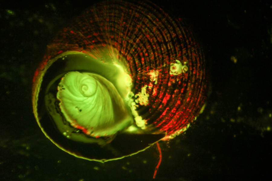 NIGHTSEA - Low cost, affordable, inexpensive fluorescence for any stereomicroscope