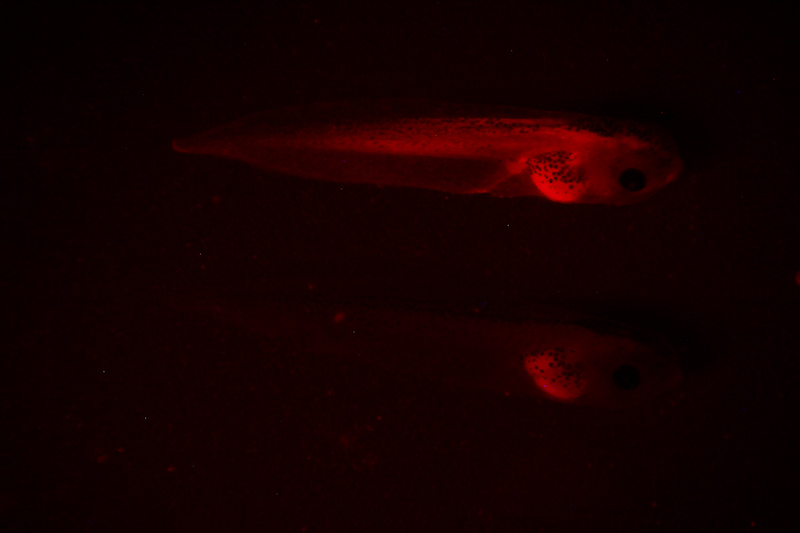 NIGHTSEA - Low cost, affordable, inexpensive fluorescence for any stereomicroscope