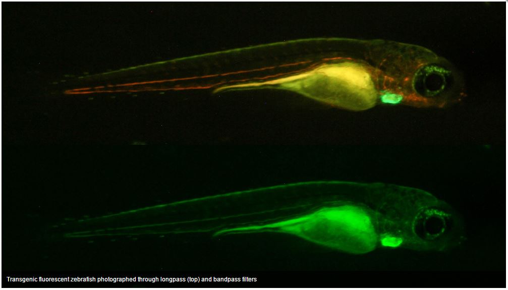 Zebra Fish Longpass vs. Bandpass