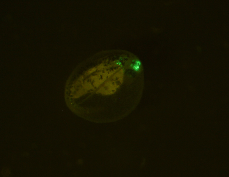 Meyer Instruments, Inc., Zebra Fish - NIGHTSEA - Low cost, affordable, inexpensive fluorescence for any stereomicroscope