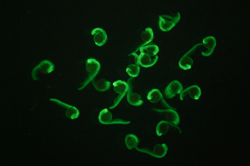Zebra Fish - NIGHTSEA - Low cost, affordable, inexpensive fluorescence for any stereomicroscope
