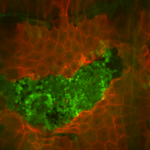 Drosophila Larva Wound