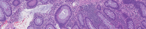 histology image