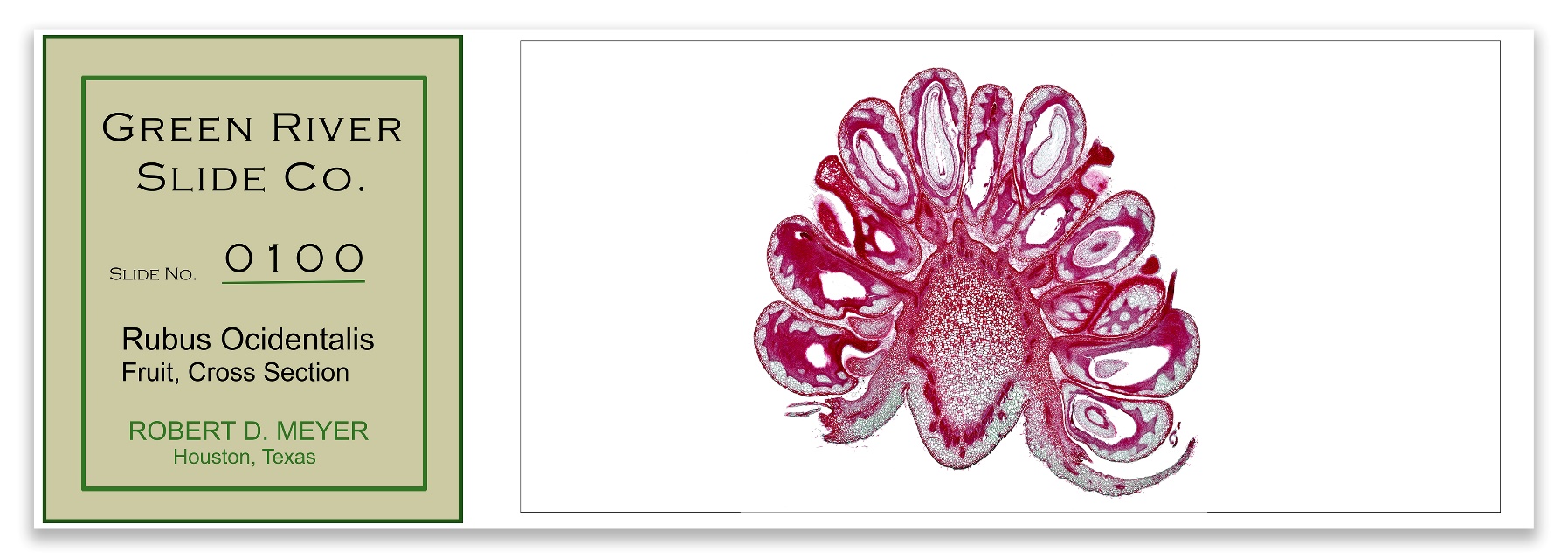 Microscope Slide Art - Meyer Instruments